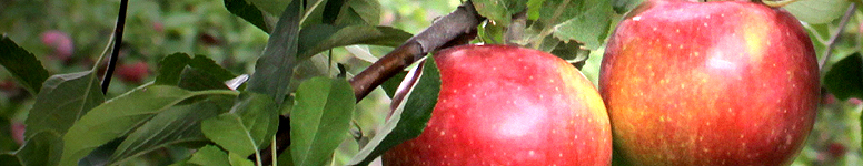 Kids Rockland KidsRockland.com