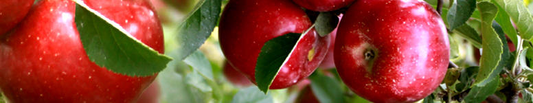 Kids Rockland KidsRockland.com